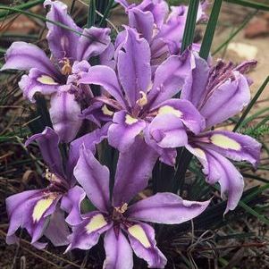Babiana sambucina - 5 Seed Pack - Image 2