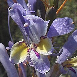 Babiana scariosa - 5 Seed Pack