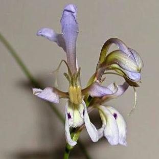 Babiana sinuata - 5 Seed Pack