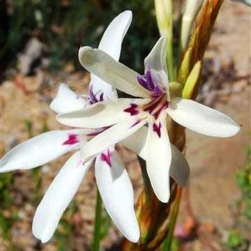 Babiana spathacea - 5 Seed Pack
