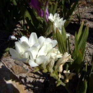 Babiana stricta White - 5 Seed Pack