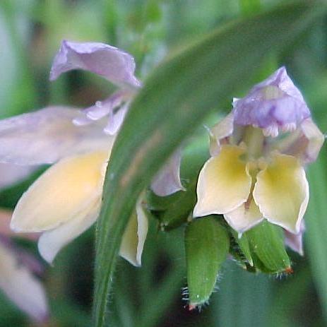 Babiana tanquana - 5 Seed Pack