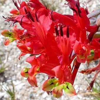 Babiana thunbergii - 5 Seed Pack