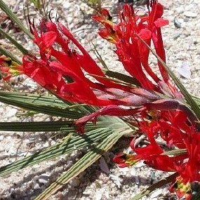 Babiana thunbergii - 5 Seed Pack - Image 2