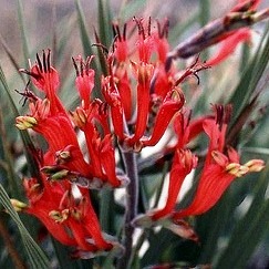 Babiana thunbergii - 5 Seed Pack - Image 3