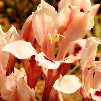 Babiana tubiflora - 5 Seed Pack - Image 2