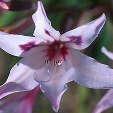 Babiana tubulosa - 5 Seed Pack