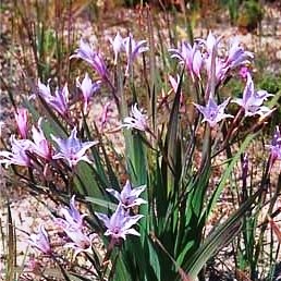 Babiana tubulosa - 5 Seed Pack - Image 2