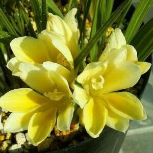 Babiana vanzyliae - 5 Seed Pack