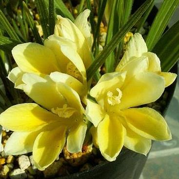 Babiana vanzyliae - 5 Seed Pack