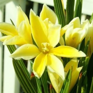 Babiana vanzyliae - 5 Seed Pack - Image 2