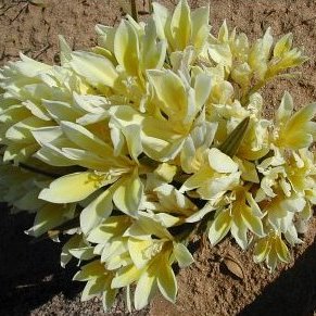 Babiana vanzyliae - 5 Seed Pack - Image 3
