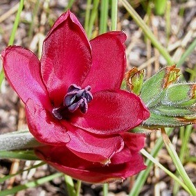 Babiana villosa - 5 Seed Pack