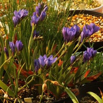 Babiana villosula - 5 Seed Pack