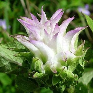 Baccharoides adoensis - 5 Seed Pack