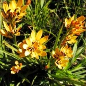 Baeometra uniflora - Beetle Lily - 5 Seed Pack
