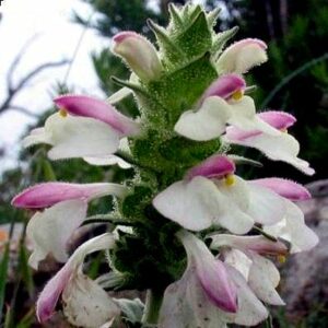 Bartsia trixago (Bellardia trixago) - 5 Seed Pack