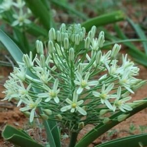 Battandiera seineri - Bushveld Chincherinchee - 5 Seed Pack