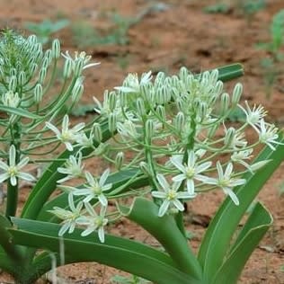 Battandiera seineri - Bushveld Chincherinchee - 5 Seed Pack - Image 2