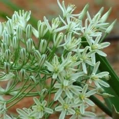 Battandiera seineri - Bushveld Chincherinchee - 5 Seed Pack - Image 3