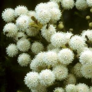Berzelia abrotanoides (Brunia abrotanoides) - Vleiknoppiesbos, Kolkol - 20 Seed Pack