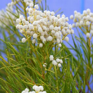 Berzelia lanuginosa - Vleiknopbos, Vleikolkol - 20 Seed Pack - Image 2
