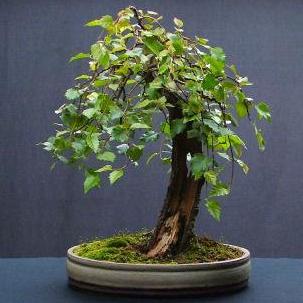 Betula albosinensis - Chinese Red Paper Bark Birch Bonsai & Bonsai eBook - 20 Seed Pack