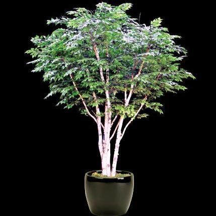 Betula papyrifera - Paper Birch, White Birch, Canoe Birch Bonsai & Bonsai eBook - 20 Seed Pack