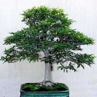 Exotic Bonsai Variety Pack No 11 - Image 3