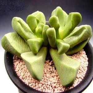 Bijlia dilatata (Bijlia canna) - Prince Albert Vygie - 10 Seed Pack