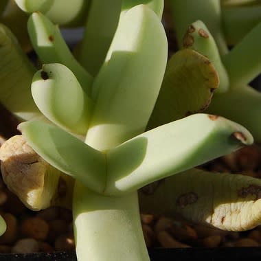 Bijlia tugwelliae - Prince Albert Vygie - 10 Seed Pack