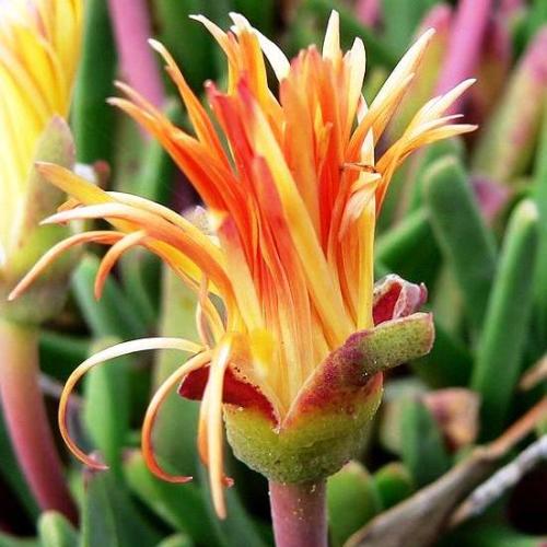 Bijlia tugwelliae - Prince Albert Vygie - 10 Seed Pack - Image 2