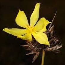 Bobartia aphylla - Biesie, Biesroei - 3 Seed Pack