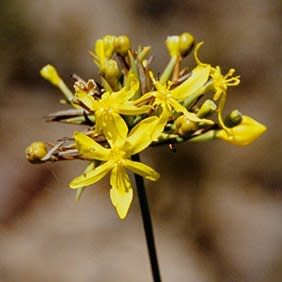 Bobartia aphylla - Biesie, Biesroei - 3 Seed Pack - Image 2