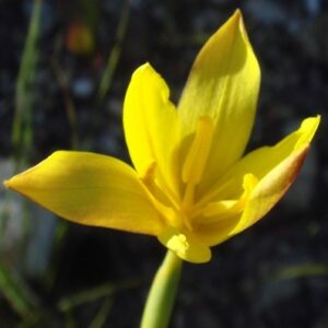 Bobartia filiformis - 5 Seed Pack