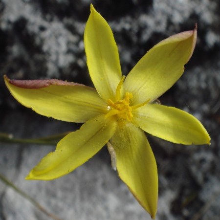 Bobartia filiformis - 5 Seed Pack - Image 2