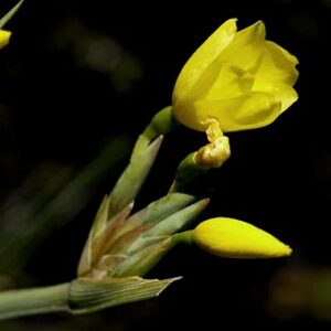 Bobartia gladiata - Biesie, Biesieroei, Biesiesroei, Blombiesie - 5 Seed Pack