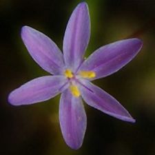 Bobartia lilacina - 5 Seed Pack