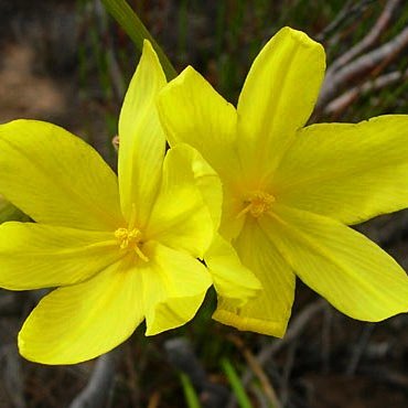 Bobartia longicyma - 5 Seed Pack