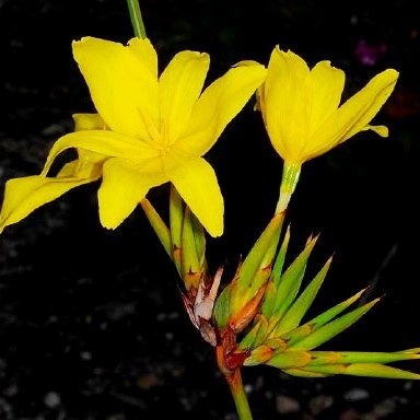 Bobartia longicyma - 5 Seed Pack - Image 2