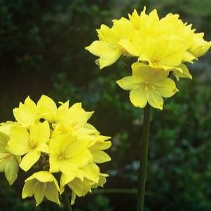 Bobartia robusta - Biesie, Blombiesie - 5 Seed Pack