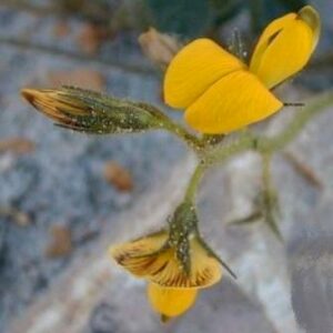 Bolusafra bituminosa - Teerertjie, Tar Scented Pea - 5 Seed Pack