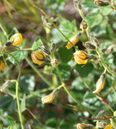 Bolusafra bituminosa - Teerertjie, Tar Scented Pea - 5 Seed Pack - Image 2