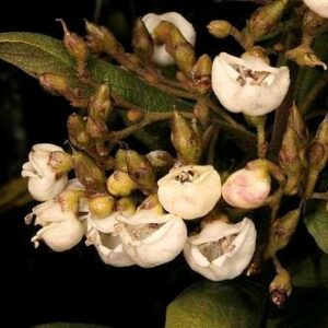 Bowkeria cymosa - 10+ Seed Pack