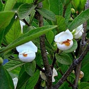 Bowkeria verticillata - Natal shell-flower bush; Natalse skulpblombos - 10+ Seed Pack