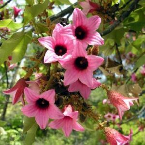 Brachychiton discolor - Lacebark Tree - 5 Seed Pack
