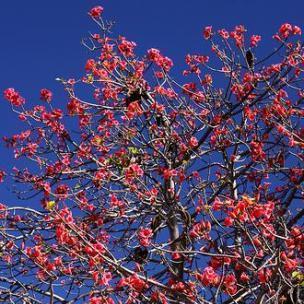 Brachychiton discolor - Lacebark Tree - 5 Seed Pack - Image 2