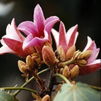 Brachychiton discolor - Lacebark Tree - 5 Seed Pack - Image 3