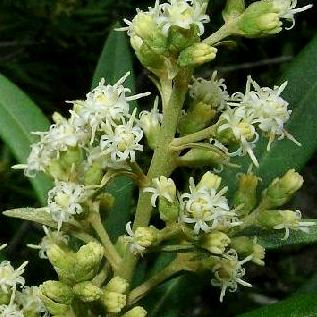 Brachylaena neriifolia - Water White Alder - 10 Seed Pack - Image 2