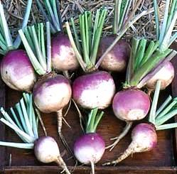 Brassica rapa var. rapa - Turnip Early Purple Top Globe - 300+ Seed Pack - Image 2